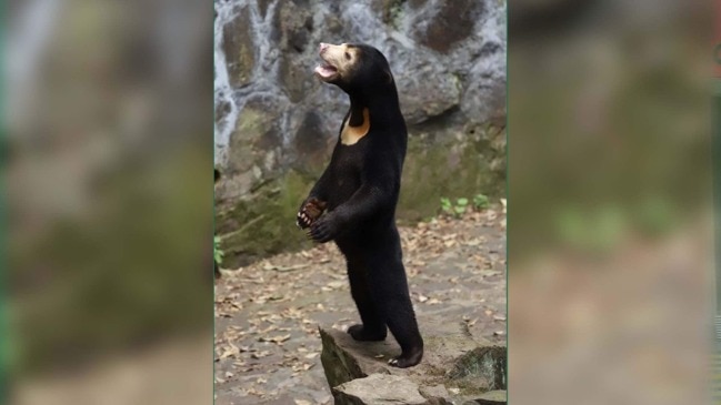 Chinese sun bear not human dressed up in bear suit | Herald Sun