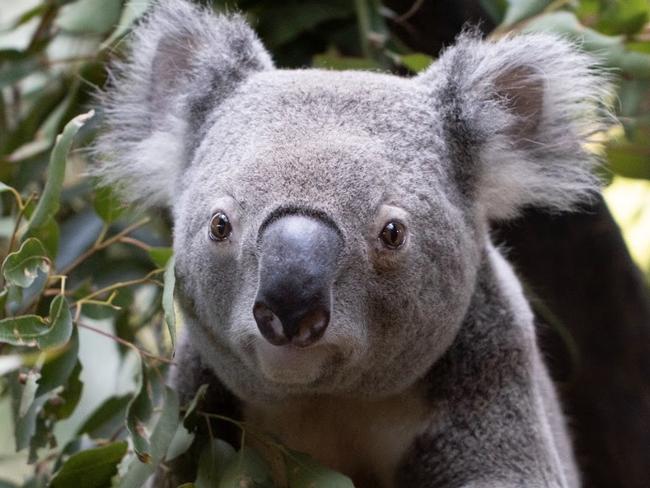 Arnie the koala at the Byron Bay Wildlife Hospital. Picture: Supplied