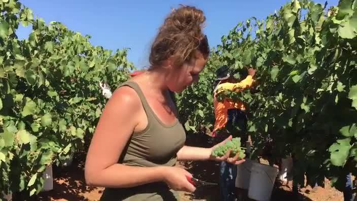 Chalmers grape picking