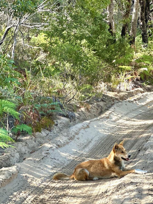 A dingo on K’gari.