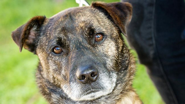 RSPCA shelter at Dakabin needs homes for a wide range of domesticated ...