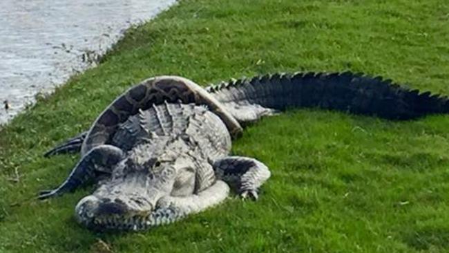 Alligator And Python Locked In Cold-blooded Golf Course Battle: Photos ...