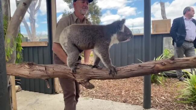 Monty the koala at Zoodoo Zoo