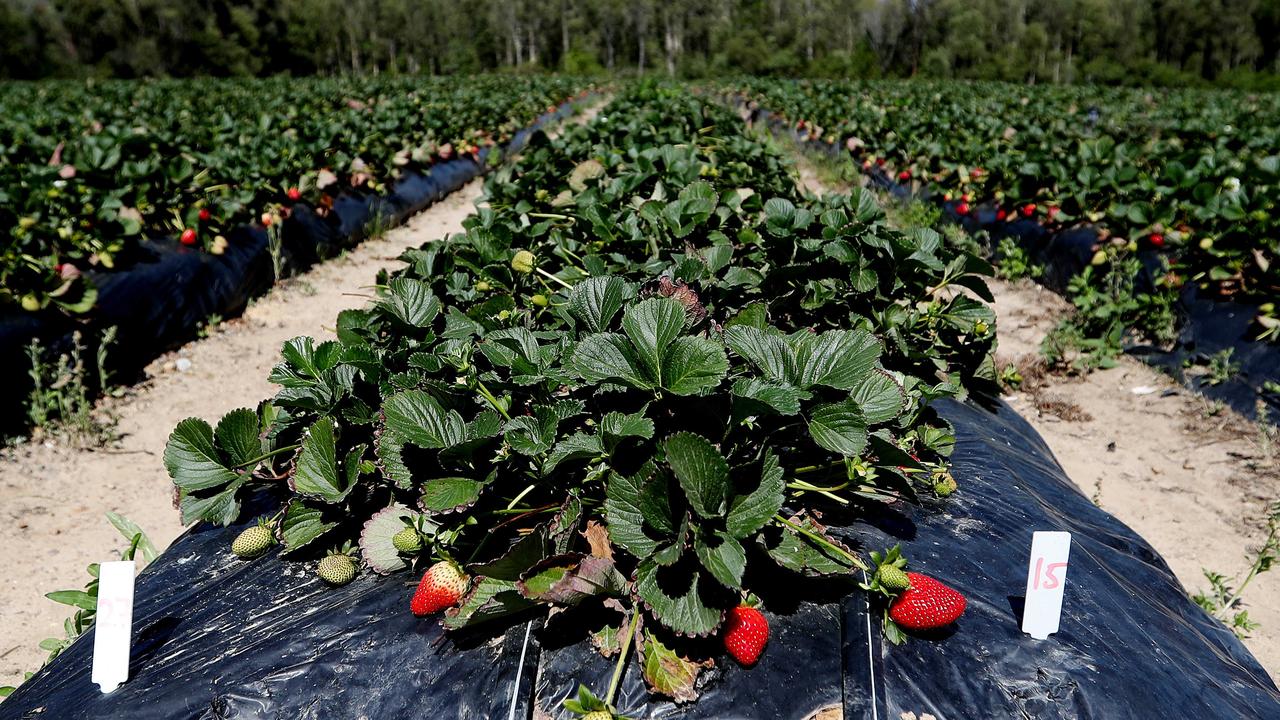 Strawberry recall 100 jobless as Sunshine Coast business shuts down