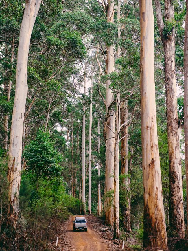 Driving through Karri trees near Pemberton. Picture: Tourism WA