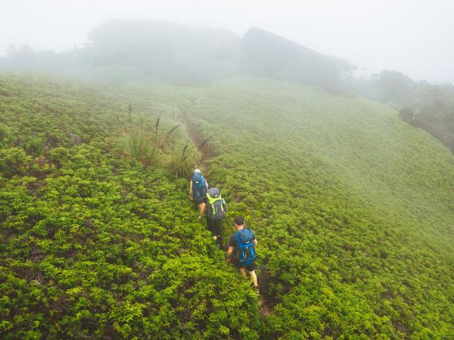 Devils Thumb, daintree hiking, QLDcredit: Tourism QLDescape6 june 2021cover story hottest places