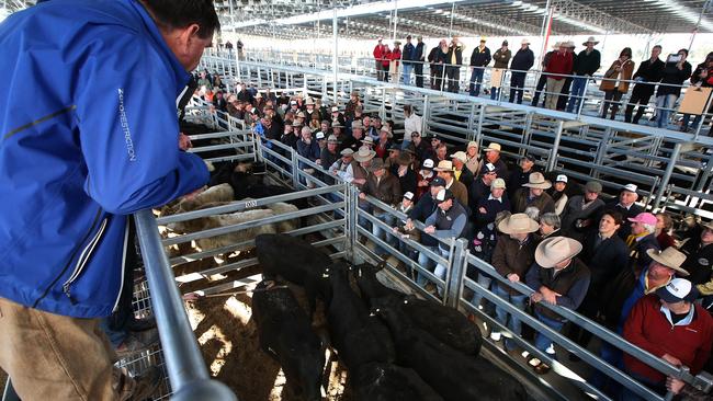 Charity sale of cattle after the Official opening of the South Eastern Livestock Exchange and first sale at Yass in NSW. Picture Kym Smith