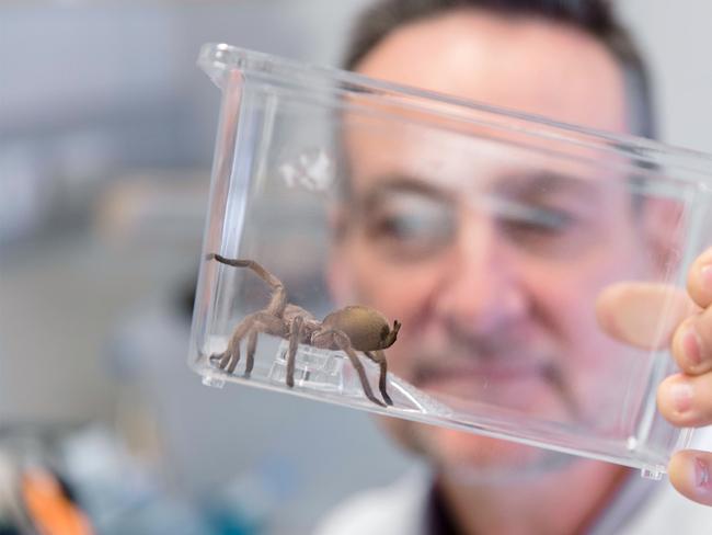 Professor Glen King from the Infensa team from The University of Queensland that is developing a drug that uses spider venom to treat heart attacks.