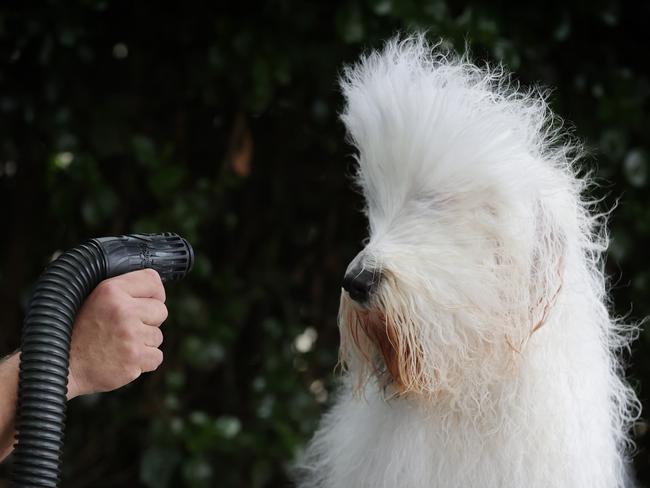 Chris Moore blow dries Sugar after her bath. Picture: David Caird