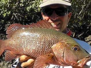 Andy Thomsen catches a 48cm Mangrove Jack. Picture: Contributed