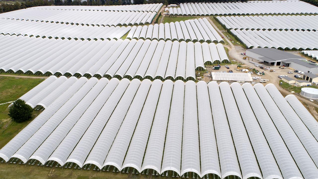 The Bundaberg proposal is a small expansion on the Hillwood Berries growing presence as seen in this photo of their Tasmanian farms. PICTURE CHRIS KIDD