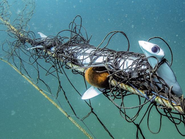 A critically endangered scalloped hammerhead shark caught in the NSW Government shark nets off Palm Beach. Picture: Supplied