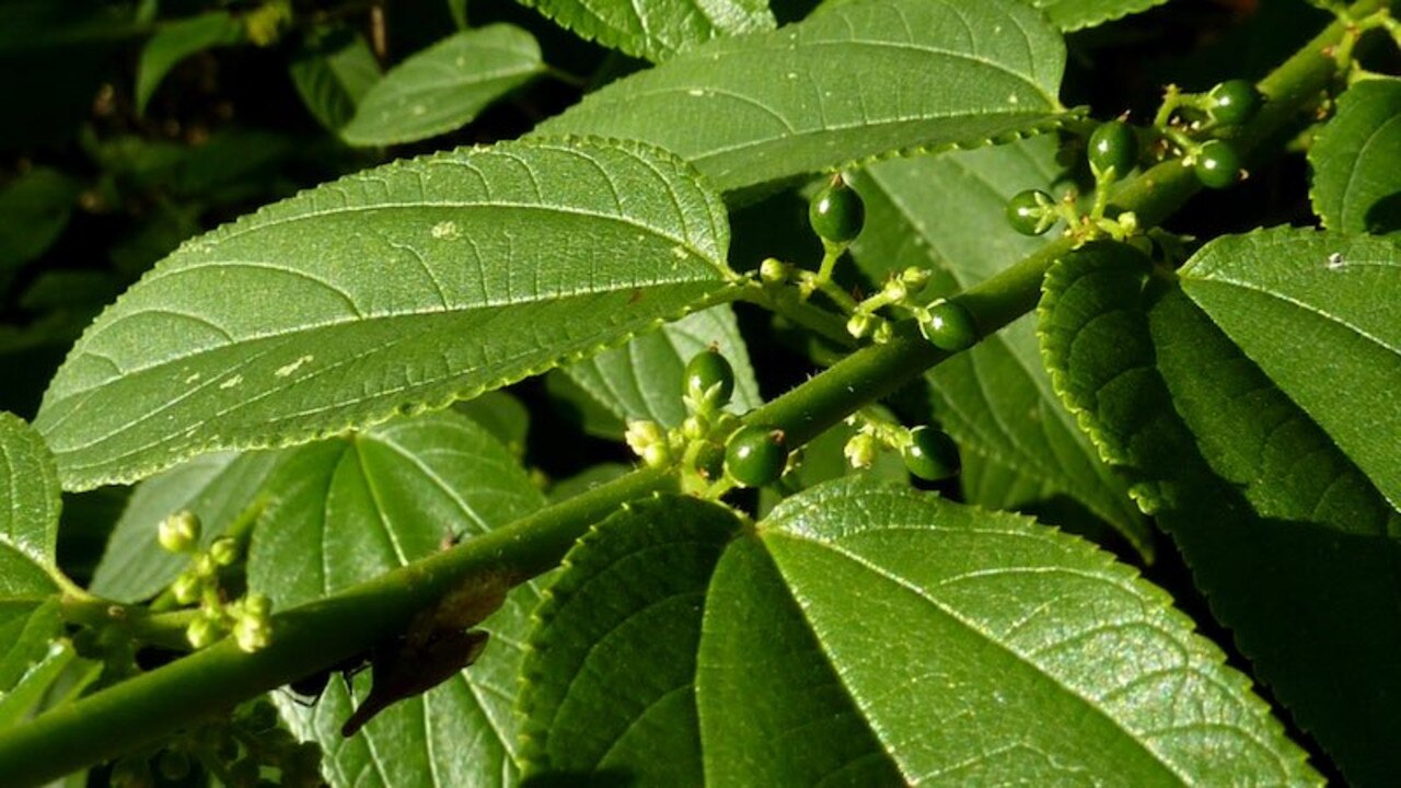 Scientists in brazil say the Jamaican nettletree can provide CBD. Source: Flickr.