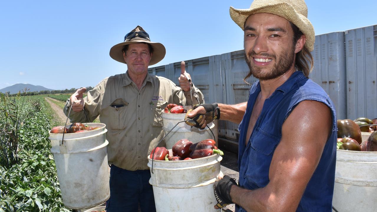 Bowen Gumlu Growers Association president Carl Walker and packer Kieren Field harvesting capsicums at Walker Farms on Tuesday, October 12, 2021. Picture: Kirra Grimes