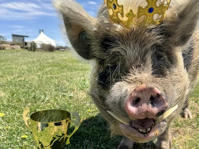 Kevin Bacon is this year’s cutest pet. Picture: Alison Meaney