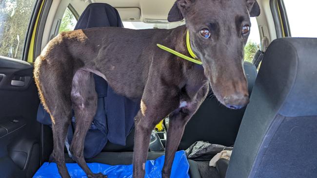 Images of racing greyhound Zipping Princess supplied by Animal Liberation Tasmania.