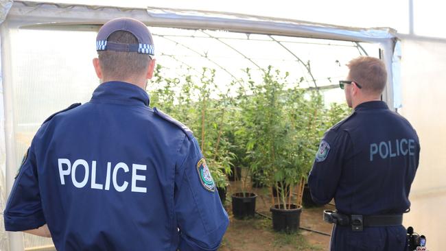 Two men were arrested at the greenhouses south of Wollongong. Picture: NSW Police Force.