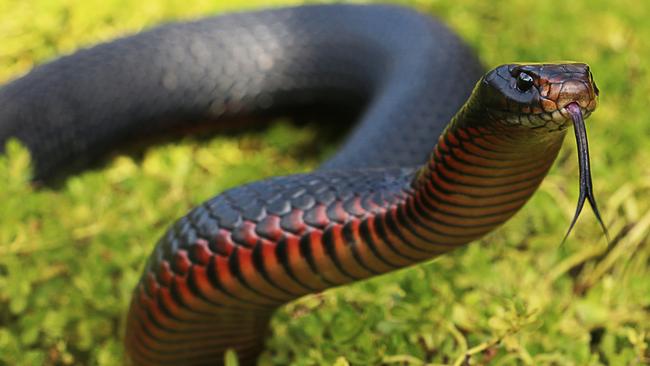 As snakes come out for summer, here are five venomous ...