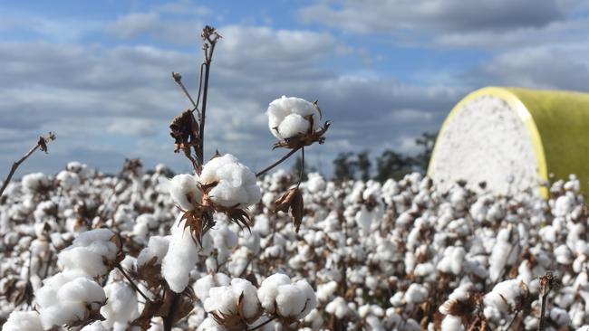 The Australian cotton industry’s peak research organisation believes hundreds of gigalitres of water could be saved each year using new technology.