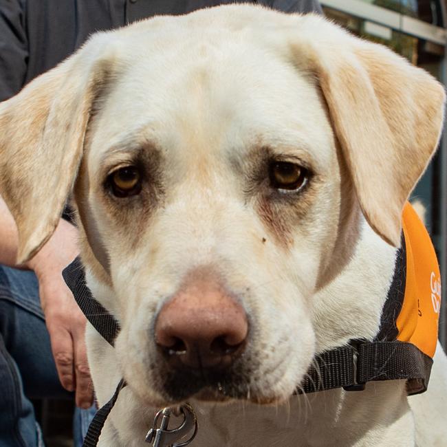 Zara was originally training to be a guide dog for the visually impaired, but after she was found allergic to grass she became a court therapy dog instead. Picture: (AAP Image/Julian Andrews).