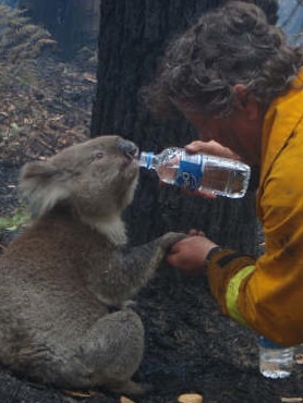 The iconic image of David Tree, from Mirboo North CFA, helping out a koala.