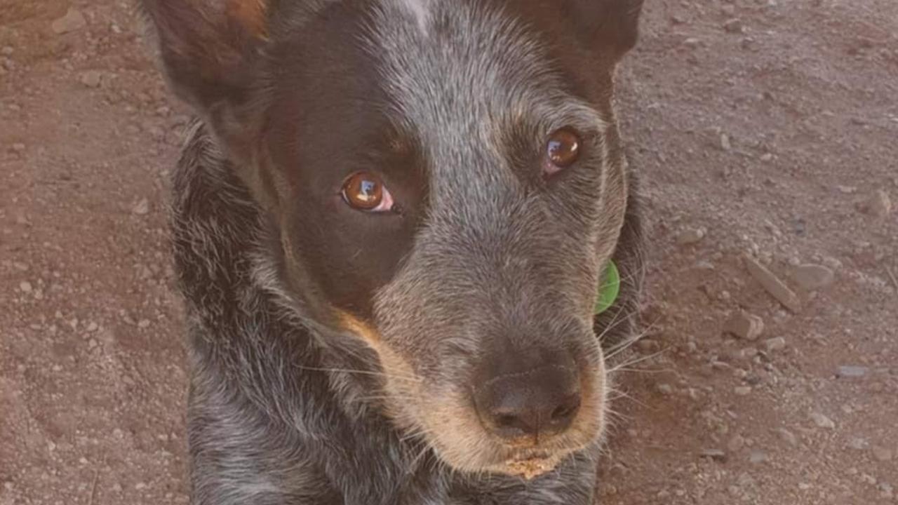 Drivers of the Mulligan Highway have been asked to keep an eye out of for Piston the blue cattle dog. Picture: Supplied