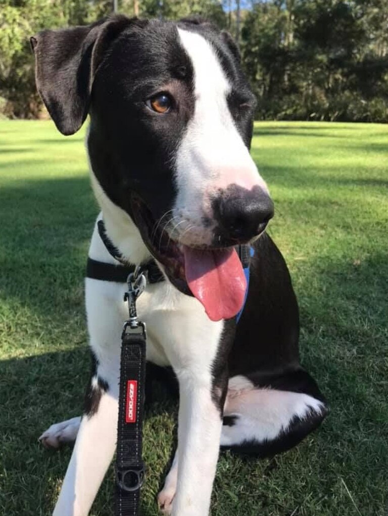 After more 419 days of surgeries, treatment and foster care Watson the American Staffie-cross was ready for adoption. He was found in Bloomsbury, Mackay after he was shot twice, once in the leg and once in the face.