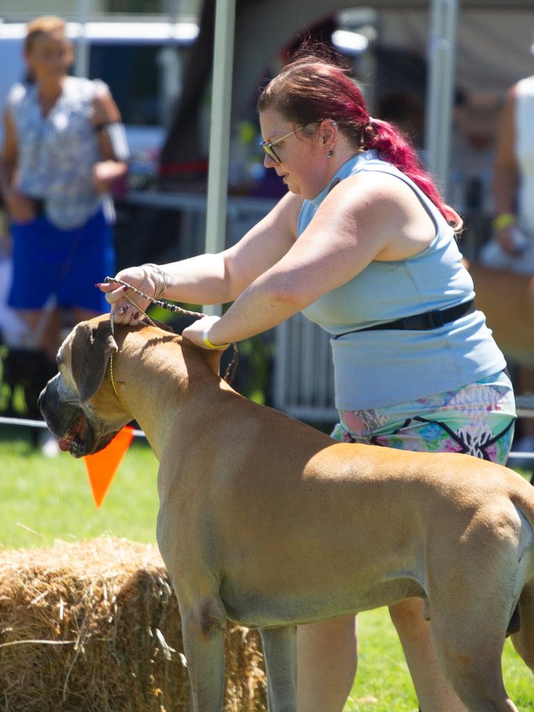 A competitor in the dog competition ensures her pooch is perfect for the judge at the 2023 Murgon Show.