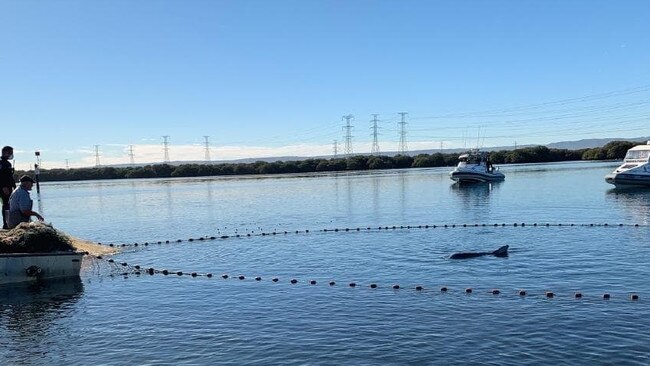 Dolphins Mouse and Squeak are captured so fishing line can be removed from Squeak’s mouth in the Adelaide Dolphin Sanctuary. Picture: Verity Gibbs.