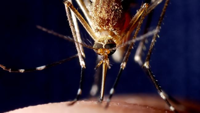 Pass the Aerogard, the Gold Coast is swarming with mosquitoes | Gold ...