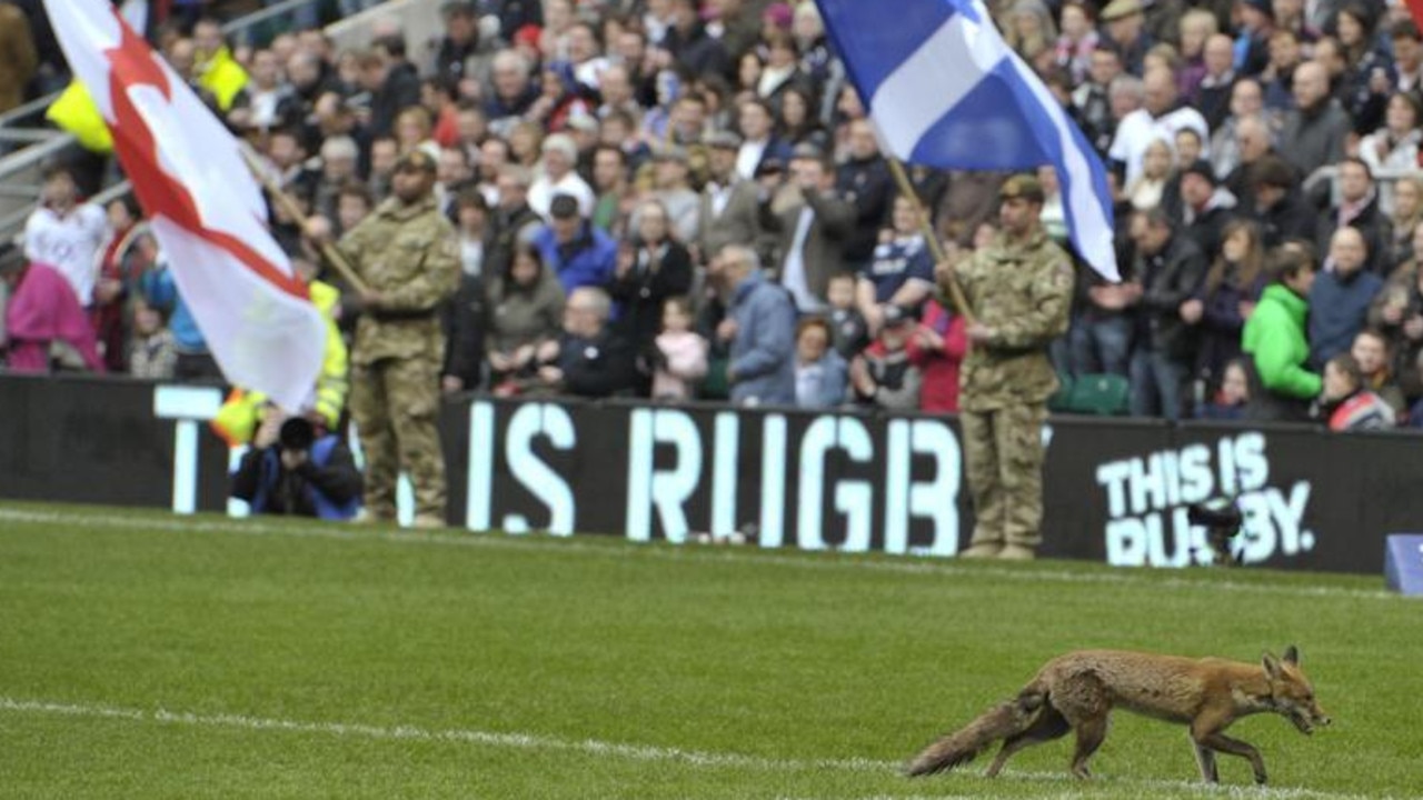 A fox runs across the pitch at the start of the Six Nations rugby union match between England and Scotland at Twickenham in London, UK, March 2011. Picture: Reuters