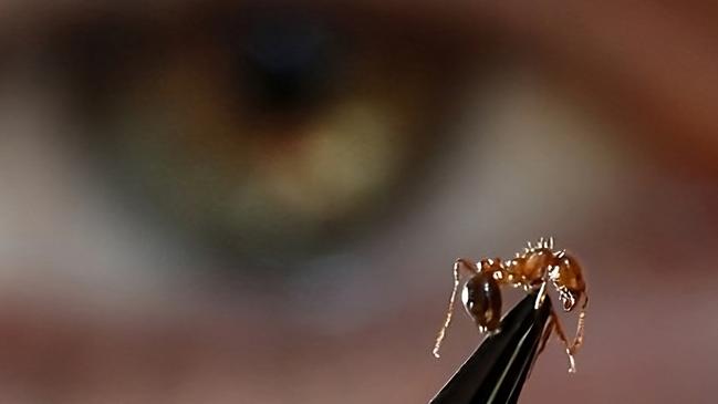 Inspecting a female fire ant. Picture: Invasive Species Council