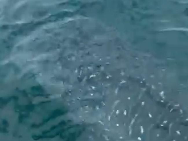 Rare sighting of whale shark on Sunshine Coast. Picture - contributed.