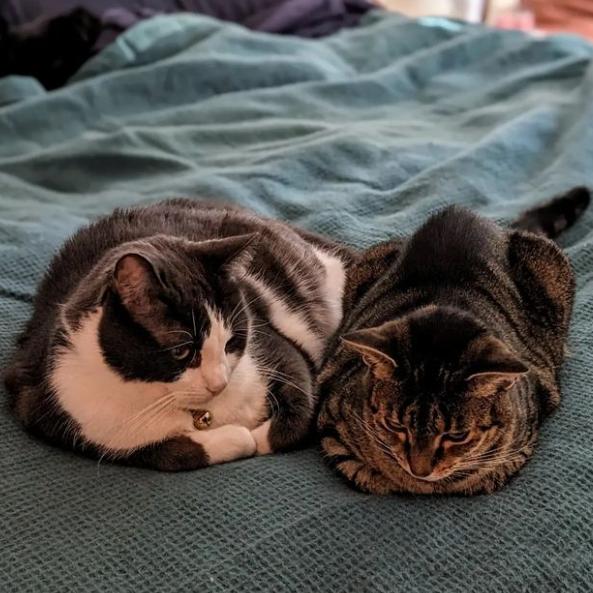 Felicity and Flash. Picture: Instagram @felicity_and_flash_rescue_cats