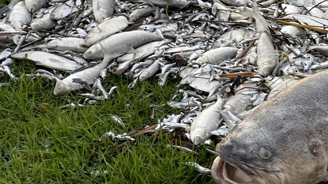 Kangaroo Lake fish kill Murray cod and other species