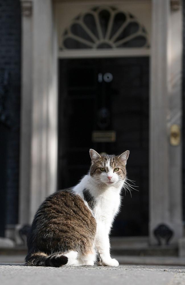 Plans have been drawn up for the death of Downing Street’s legendary feline, Larry the Cat. Picture: AFP