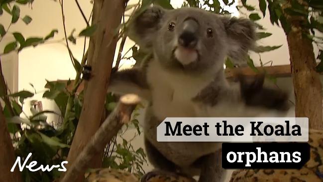 Meet the Koala orphans who need our help