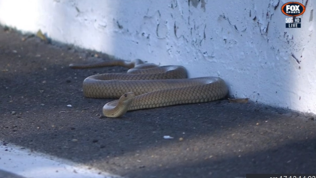 A snake on the track at Bathurst.