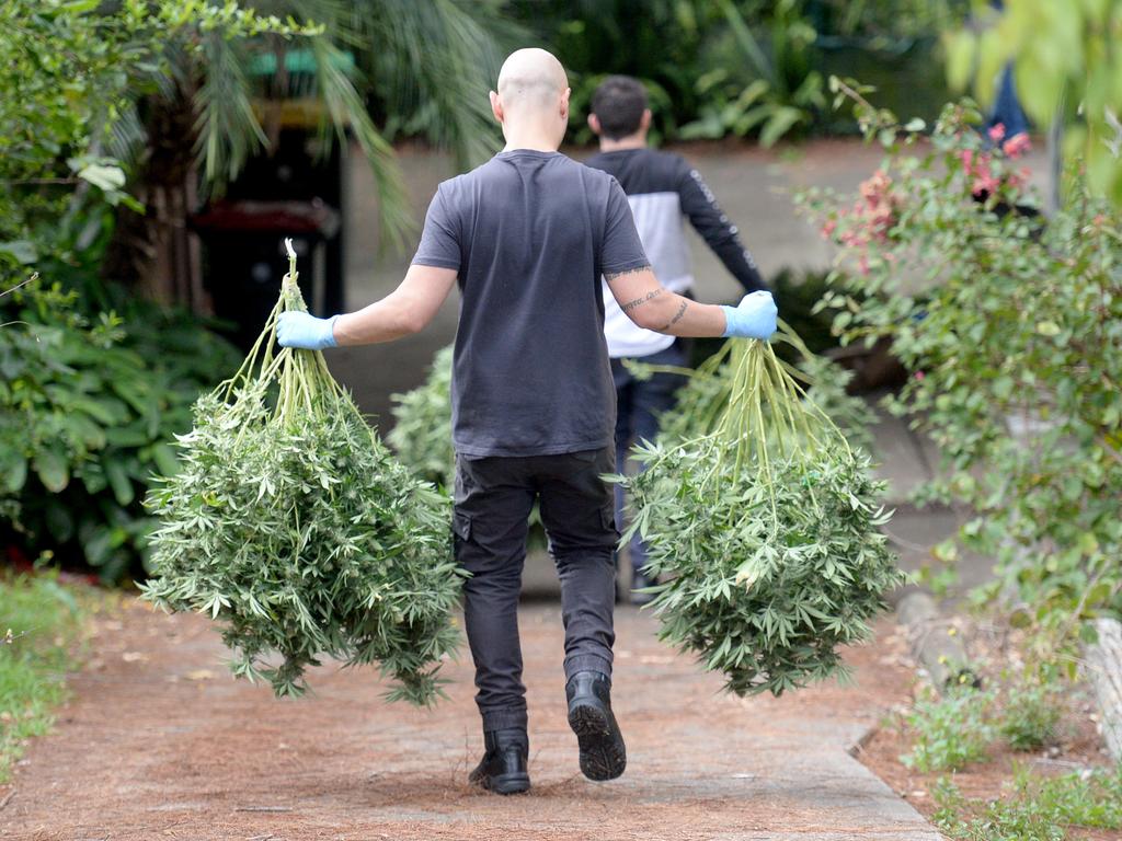 Sydney Drug Bust: NSW Police Find Cannabis Plants | Photos