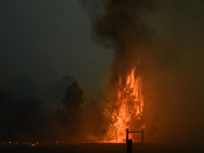 A tree burns on a residential property as bushfires hit the area around the town of Nowra in the Australian state of New South Wales on December 31, 2019. - Thousands of holidaymakers and locals were forced to flee to beaches in fire-ravaged southeast Australia on December 31, as blazes ripped through popular tourist areas leaving no escape by land. Picture: Saeed Khan/AFP