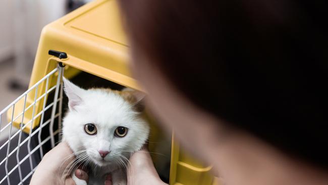 Cats are required to be in an enclosed space if they are outdoors. Picture: iStock