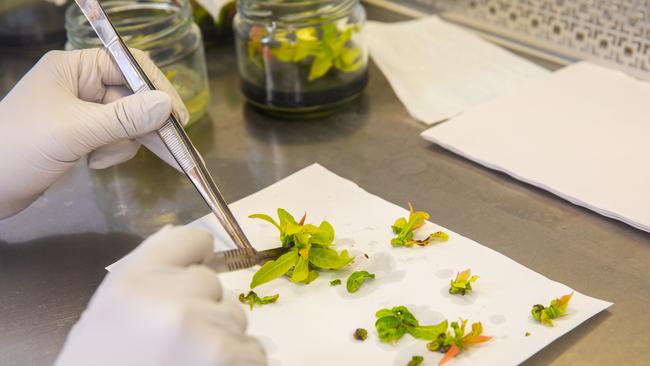 Avocado tissue culture cutting as pioneered by Neema Mitter and her team. Source: supplied