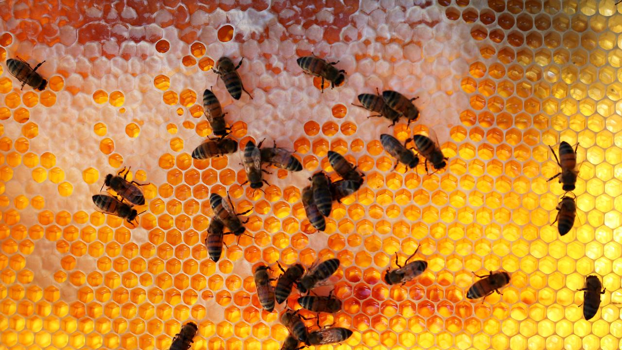 Bees are seen on a honeycomb cell at The Urban Bee Hive rooftop site in Sydney ahead of World Bee Day on May 20. Picture: Lisa Maree Williams/Getty Images.
