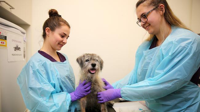 DAILY TELEGRAPH - Embargoed to run in June - Pictured at SASH in North Ryde today is Oncology Nurses Laura Kingham and Grace Corrigan with Uig the dog who is having Chemotherapy treatment. Picture: Tim Hunter.