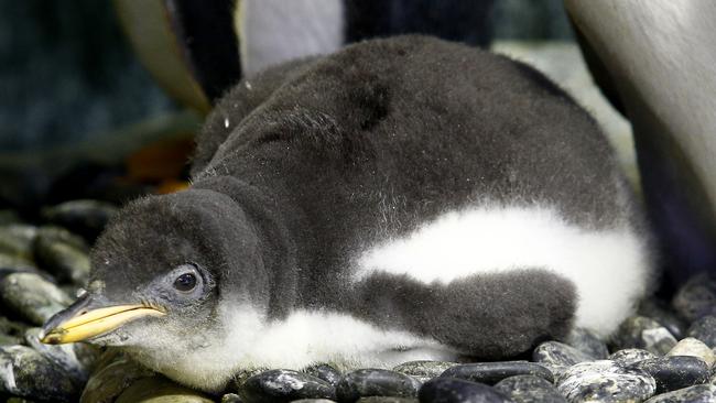 Baby Sphengic at Sea Life Sydney Aquarium. Picture: John Appleyard