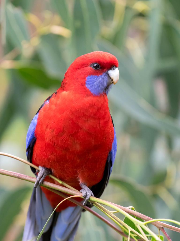 A crimson rosella from the pages of Backyard Bird Watching.