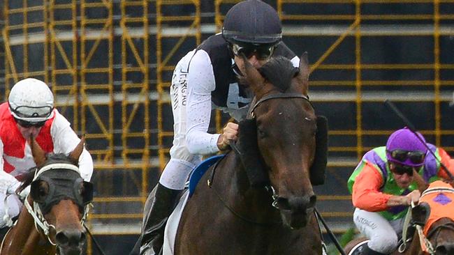 Tony Gollan trained galloper Palladas. Picture: Trackside Photography