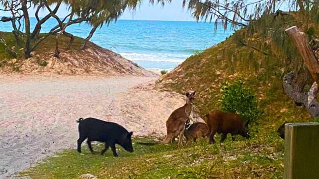 Pigs are often spotted on the island.