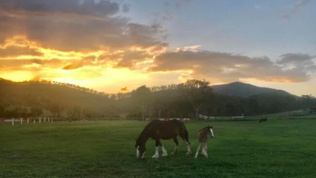 Shiralee Clydesdales and Farm Stay, Rocky/Yeppoon.