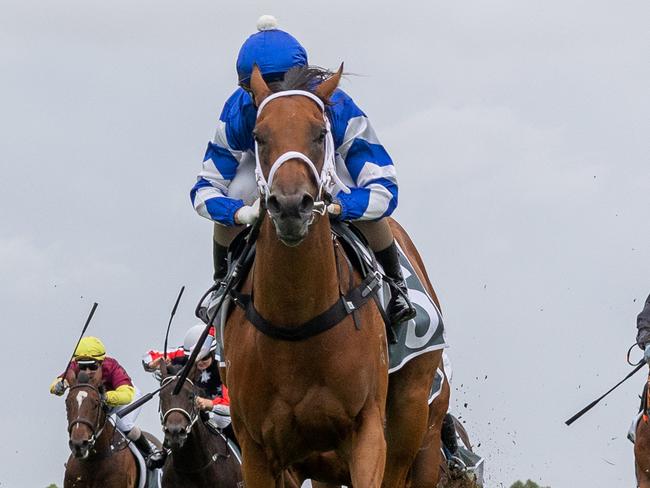 La Roux hits the line to win on debut at Morphettville. Picture: Makoto Kaneko